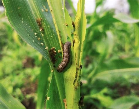 How To Get Rid Of Armyworms In The Garden