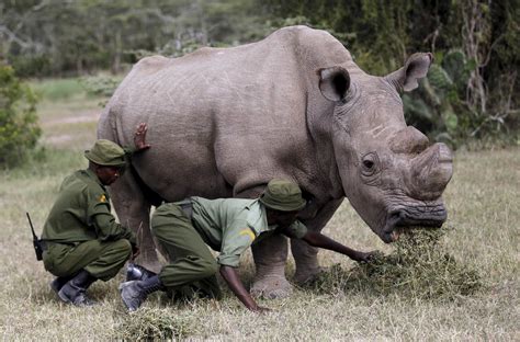 Spy Cam Rhinos To Take On Poachers With Devices Hidden In Their Horns