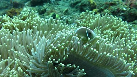 Skunk Clownfish Sheltering In Anemone Stock Footage Video 6672101
