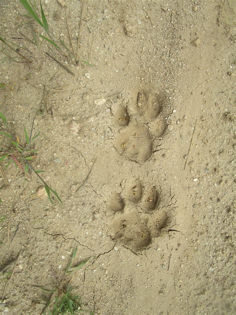 50 Best Ideas For Coloring Mountain Lion Footprint