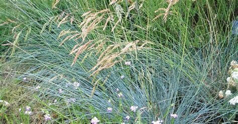 Festuca Glauca Blauglut Blauw Schapegras Appeltern Adventure Gardens