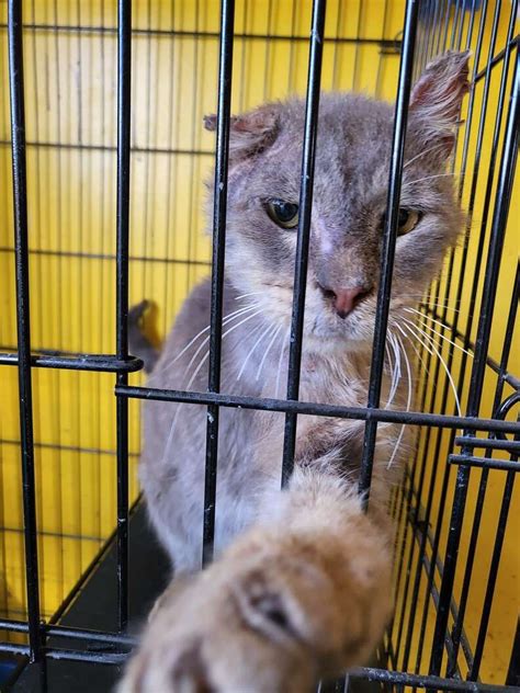 Cat Sanctuary Senior Cat Pitties Make A Donation Volunteer Seniors