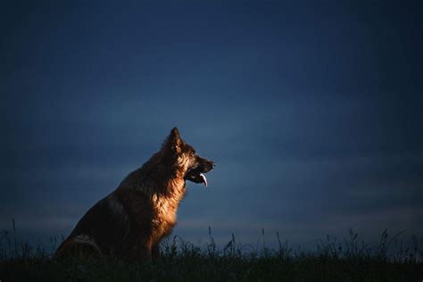 German Shepherd Howling 9 Causes And How To Prevent It