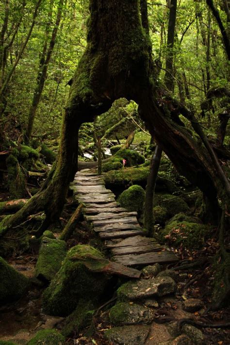 Moss Forest In Yakushima Kagoshima Japan Nature Photography Nature