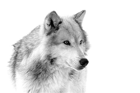 Wolf Ii Photograph By Athena Mckinzie Fine Art America