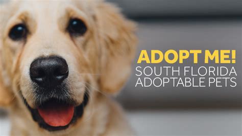 Search our extensive list of dogs, cats and other pets available near you. UPDATED: South Florida adoptable pets