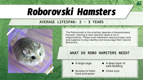 Roborovski Dwarf Hamster Pet Care Guide Lifespan Cost And Important