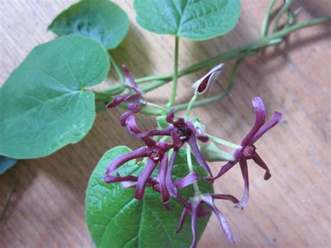 It loves full sun in arizona and is a great choice for color on a mound, draping over a pot, or any location in a desert or tropical landscape design.the purple ice plant is a very drought resistant ground cover and is also cold hardy. Flowering Vine -small Purple Flower | Flowers Forums