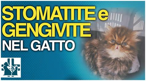 Stomatite E Gengivite Linfoplasmacellulare Del Gatto YouTube