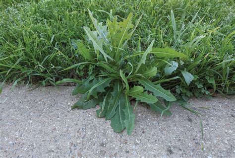 How To Control Broadleaf Weed Varieties Bioweed