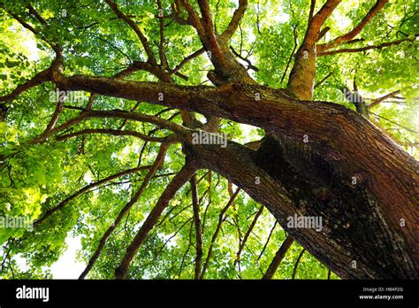 The Trunk Of Old Oak Tree Stock Photo Alamy