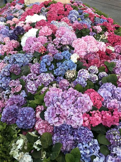 Gorgeous Colorful Hydrangeas From The Grove In Los Angeles Hydrangea