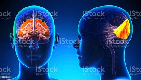 Female Occipital Lobe Brain Anatomy Blue Concept Stock Photo Download