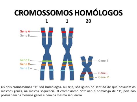 Resumos de Biologia O Núcleo e os cromossomos