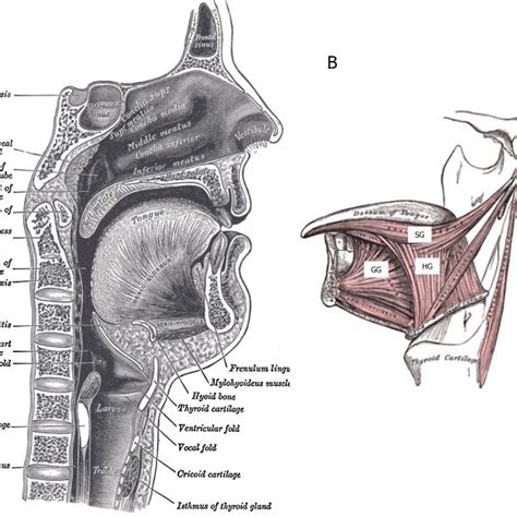 Sagittal Section Of Nose Mouth Pharynx And Larynx Source Grays Images