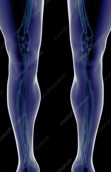 The Lymph Vessels Of The Knee Stock Image C0082306 Science Photo