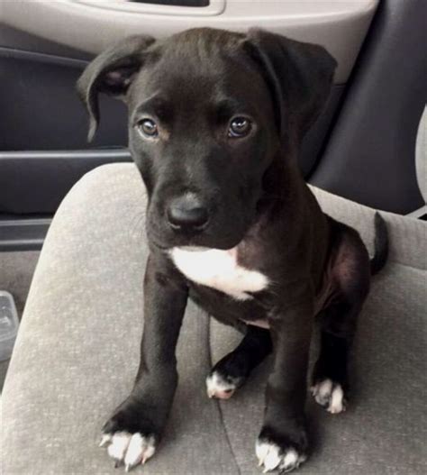 Pitbull Husky Mix Puppy Black Lurline Creel