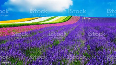 Lavender And Another Flower Field In Hokkaido Japan Nature Background