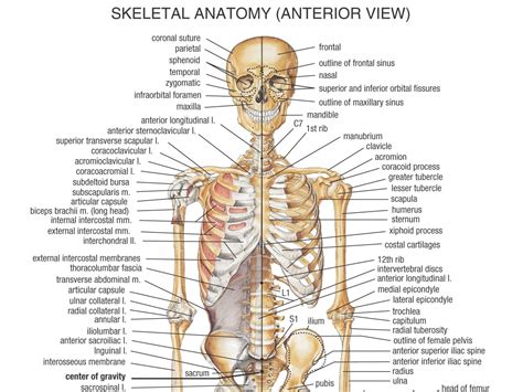Human Bone Anatomy Osteology Elliots Website