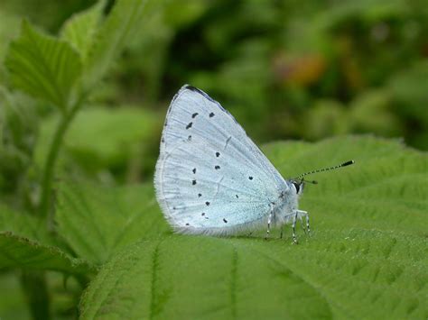 Holly Blue Celastrina Argiolus Underwing Wirralbirder Flickr