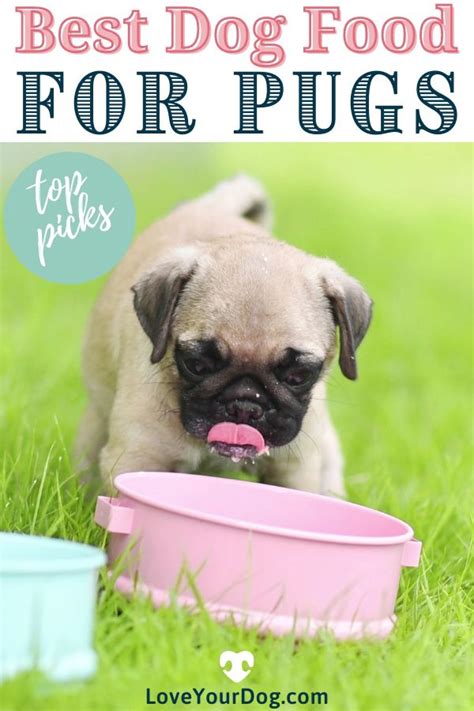 Best Dog Foods For Pugs Puppies Adults And Seniors Video Video Dog