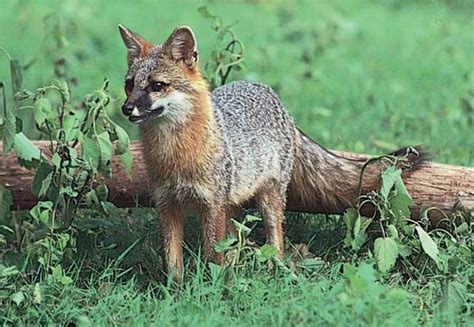 The Gray Fox Some Facts And New Photos The Wildlife