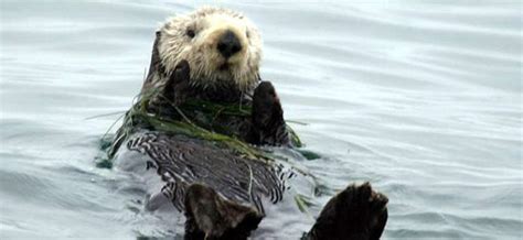 Sea Otters Free To Roam Southern California Venice Ca Patch