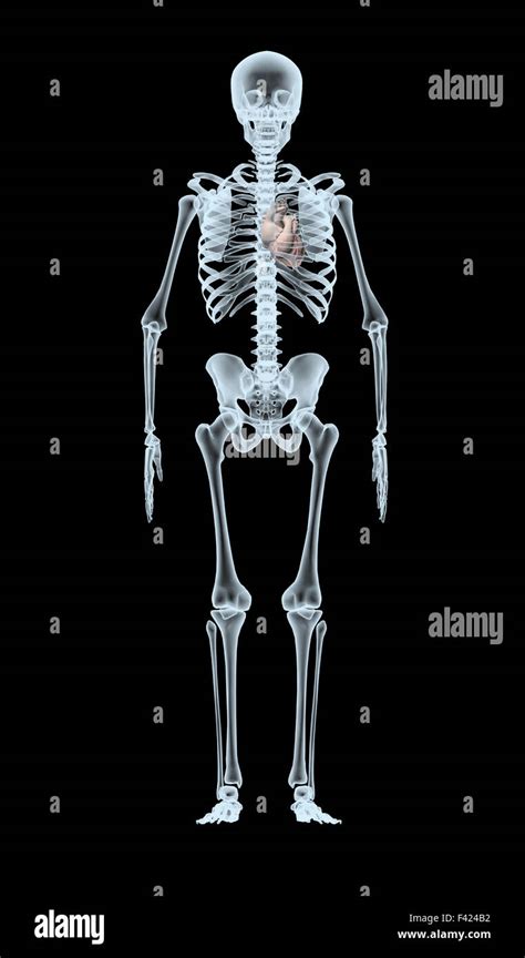 3d X Ray Of Human Body And Skeleton Hi Res Stock Photography And Images