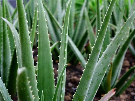 10 Awesome Uses For Aloe Vera Herbal Academy Of New England