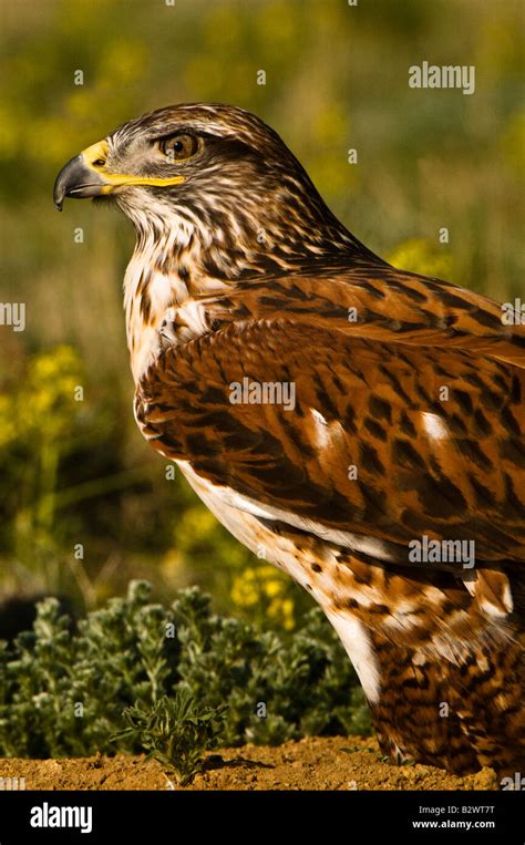 Ferruginous Hawk Buteo Regalis Stock Photo Alamy