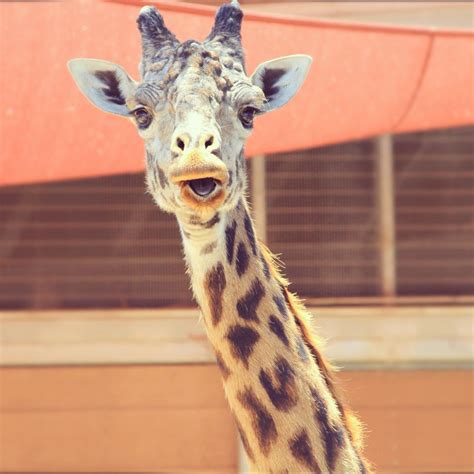 My Picture Funny Giraffe Face Funny Giraffe Giraffe My Pictures