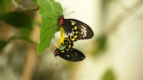 Sex Lies And Butterflies Documentary Takes A High Def Look At These