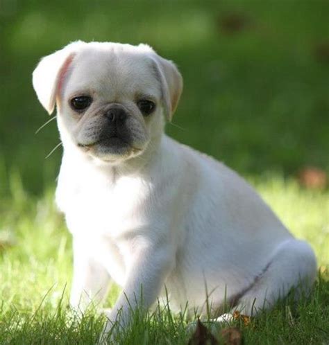 Cute White Pug Puppy Pugs Love Pinterest