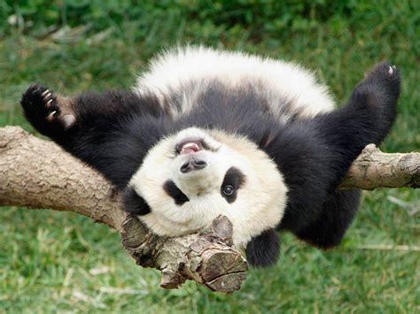 Wallpaper Funny Panda Wallpapers