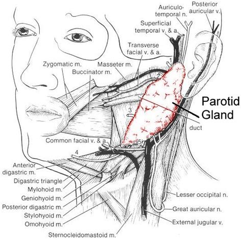 Glándula Parótida Y Sus Relaciones Anatómicas Anatomía Anatomía