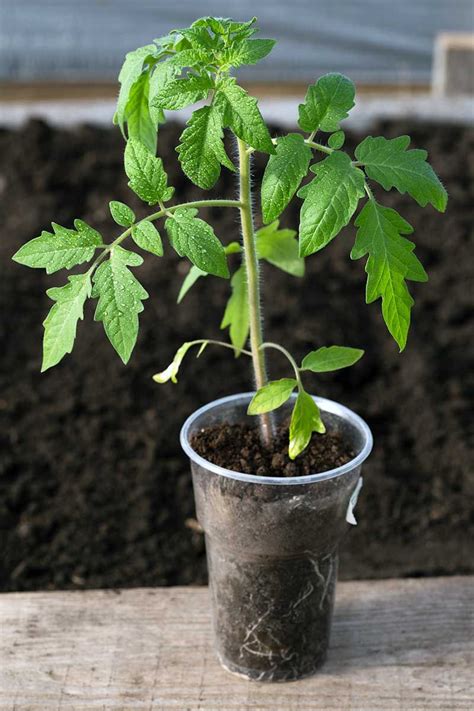 How To Grow Tomatoes From Seed In 6 Easy Steps Artofit