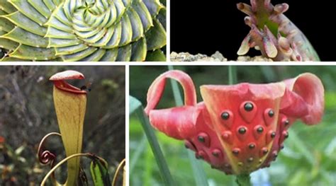 10 Most Strangest Plants You Can Find In The World World Top Updates
