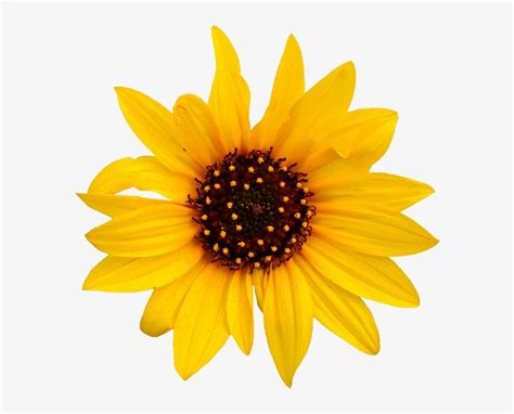 Free Clip Art Sunflowers Dromgai Sunflowers On Transparent Clip Art
