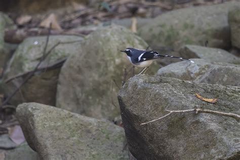 As The Crow Flies A Hong Kong Birding Blog The Last Push