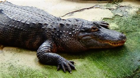 Alligator mississippiensis - (Daudin, 1802) - (Alligatoridae) - Alligator d'Amérique, cocodri(e ...