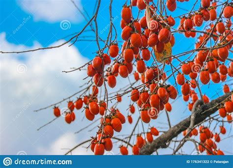 Japanese Persimmon Fruit Branch Tree With Cloud Blue Sky Background