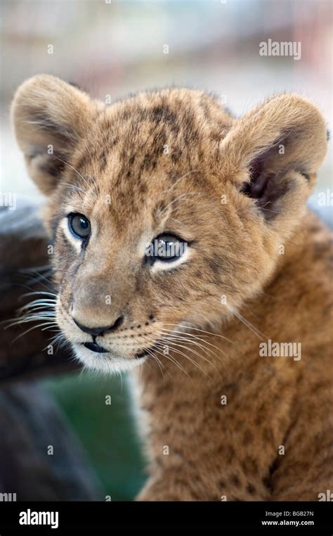 Lion Cub Close Up Of Lion Cubs Face Stock Photo Alamy