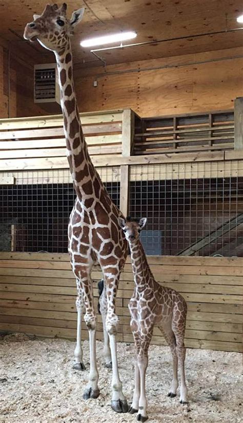 April The Giraffe Live Feed Baby Tajiri Braves Fierce Thunder Storm