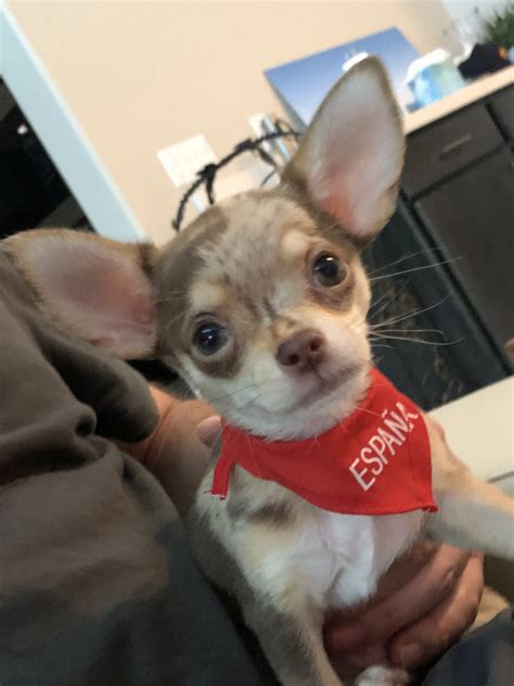 These adorable pups are available for adoption in las vegas, nevada. Chihuahua Puppies For Sale | Las Vegas, NV #302583