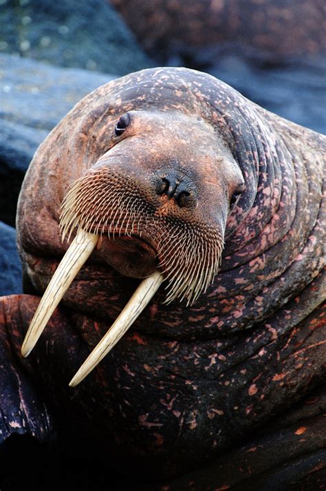 Walruses Appear Early On Alaska Shore As Sea Ice Recedes Cgtn