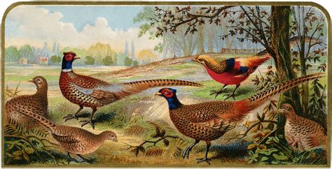 Vintage Pheasants Image Nice For Fall Projects The