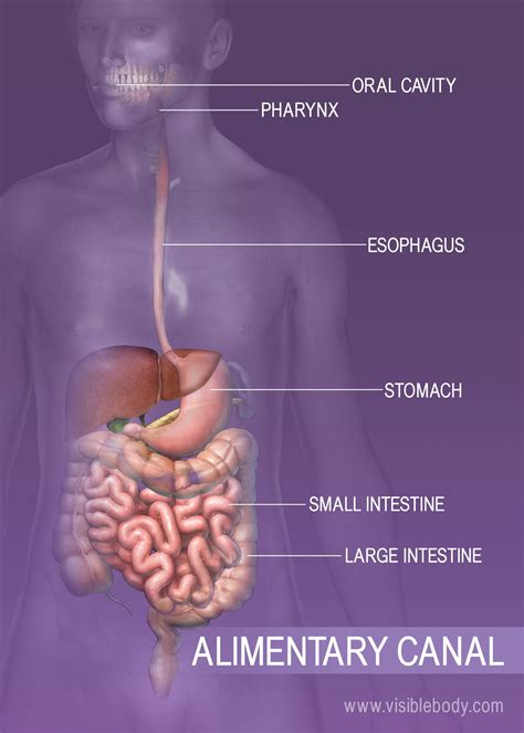 Ppt Figure The Human Digestive System Alimentary Canal And My XXX Hot