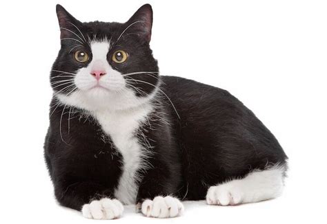Ten Most Fascinating Black And White Cat Breeds
