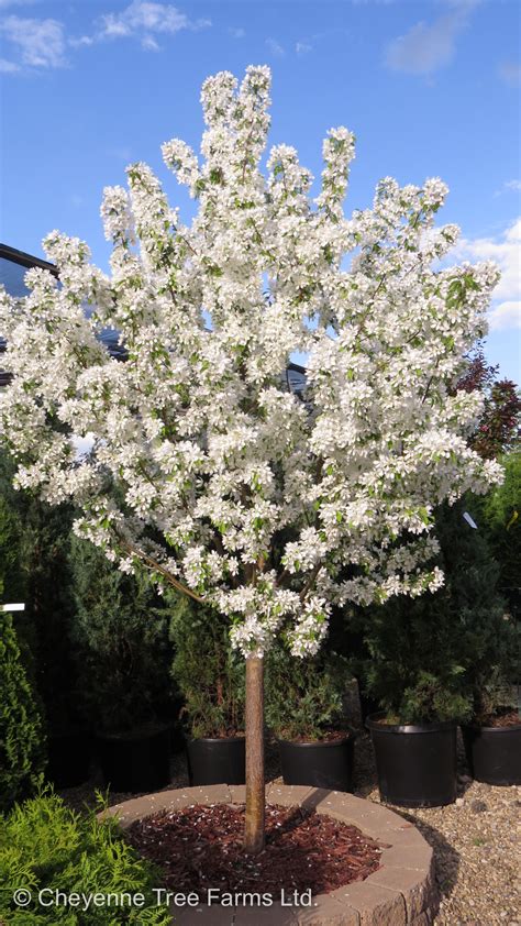 Ctf Malus Spring Snow Flowering Crabapple Img7155 2313 Cheyenne Tree