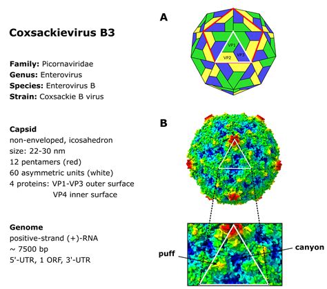 Coxsackievirus B3 Encyclopedia Mdpi